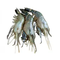 Shrimp