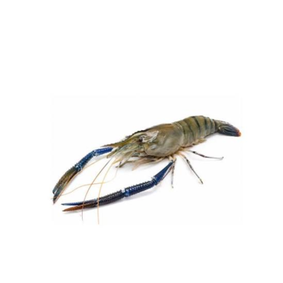 গলদা চিংড়ি