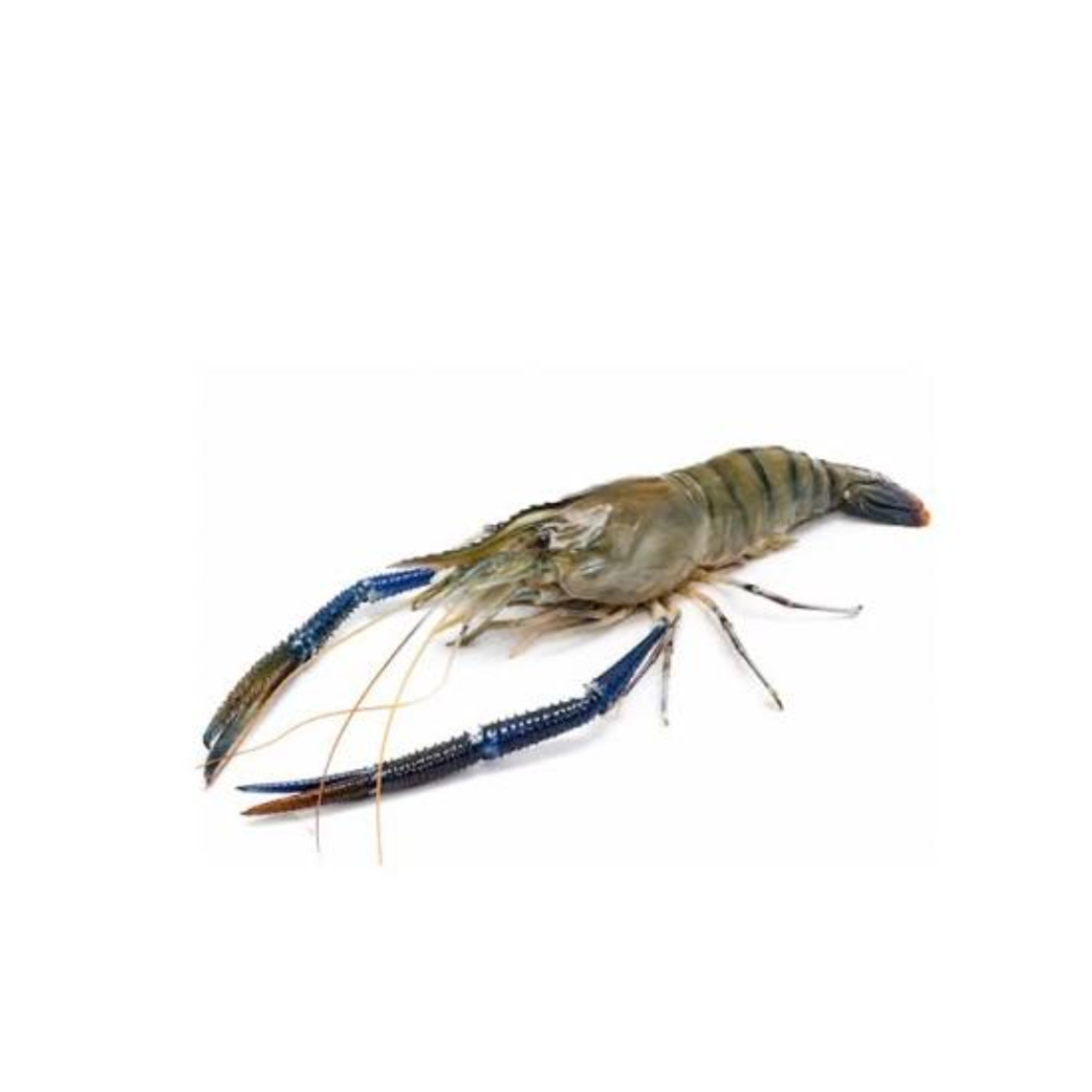 গলদা চিংড়ি